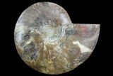 Agatized Ammonite Fossil (Half) - Agatized #91178-1